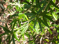 Croton linearis