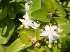 Jacquemontia havanensis