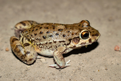 Leptodactylus bufonius