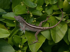 Anolis luteosignifer