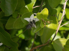 Megachile jerryrozeni