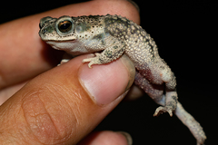 Chaco Granulated Toad photo 3