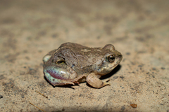 Physalaemus biligonigerus