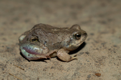 Physalaemus biligonigerus