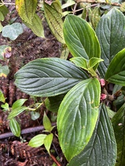 Glossoloma ichthyoderma