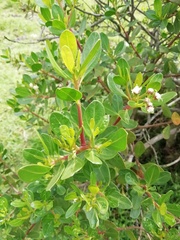 Baccharis macrantha