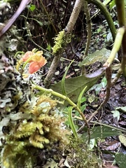 Epidendreae