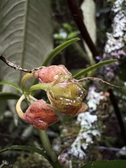 Epidendreae