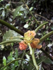 Epidendreae