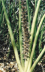 Sansevieria pearsonii