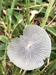Coprinopsis