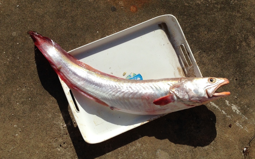 Pink Cusk-Eel