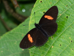 Castilia castilla