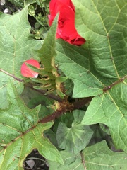 Solanum stramoniifolium