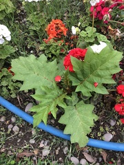Solanum stramoniifolium