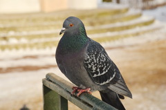 Columba livia domestica