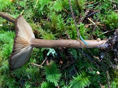 Lactarius fallax concolor