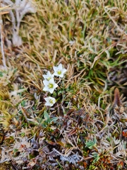 Gentianella lineata