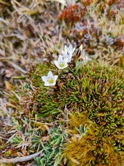 Gentianella lineata