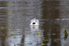 Larus delawarensis