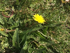 Taraxacum