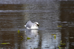 Larus delawarensis