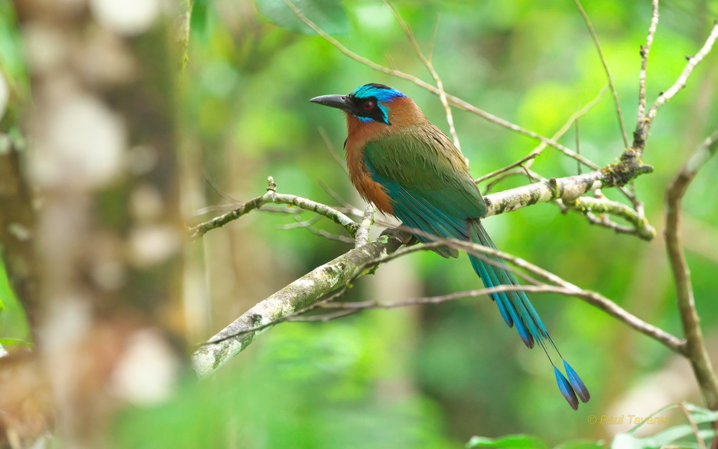 Trinidad Motmot