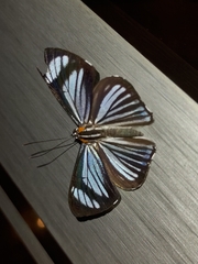 Thisbe hyalina