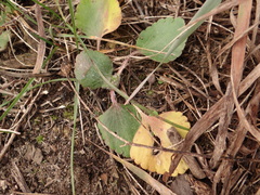 Ranunculus rhomboideus