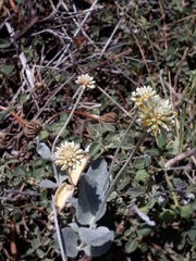 Pfaffia gnaphalioides