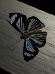 Thisbe hyalina