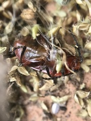 Disonycha leptolineata