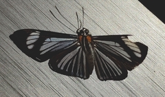 Thisbe hyalina