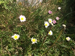 Bellis perennis