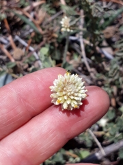 Pfaffia gnaphalioides