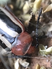 Disonycha leptolineata