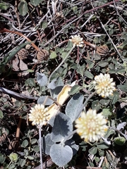 Pfaffia gnaphalioides