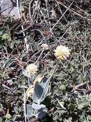 Pfaffia gnaphalioides
