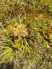 Aciphylla cartilaginea