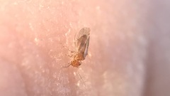 Ectopsocidae