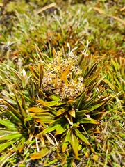 Aciphylla cartilaginea
