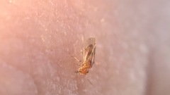 Ectopsocidae