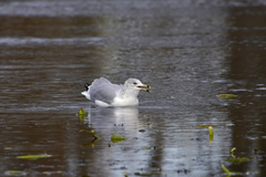 Larus delawarensis