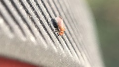 Ectopsocidae