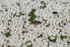 Astylus tucumanensis