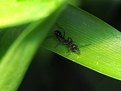 Myrmecia forficata