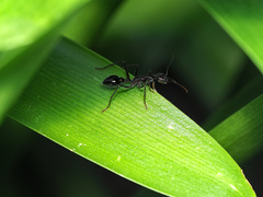 Myrmecia forficata