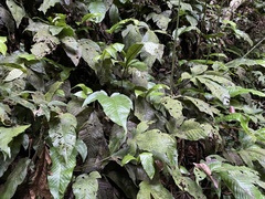 Hypoderris brownii