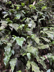 Hypoderris brownii