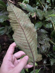 Hypoderris brownii